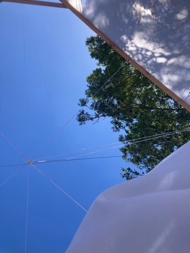 blue sky with tree